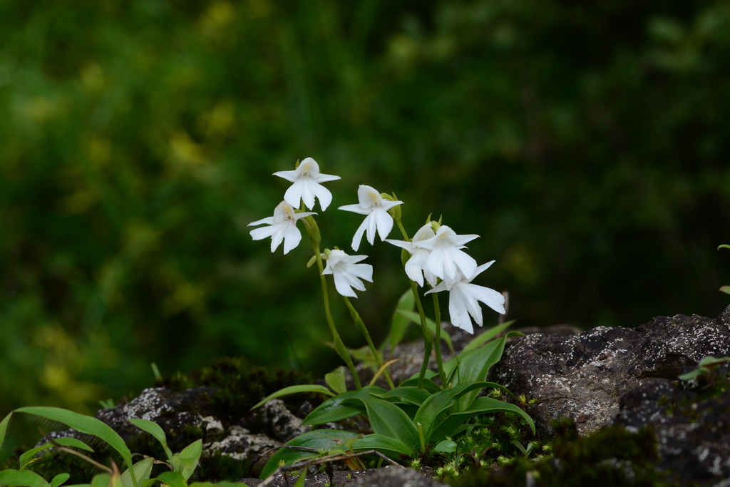 Habenaria suaveolens