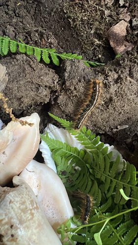 Eastern Tent Caterpillar Moth
