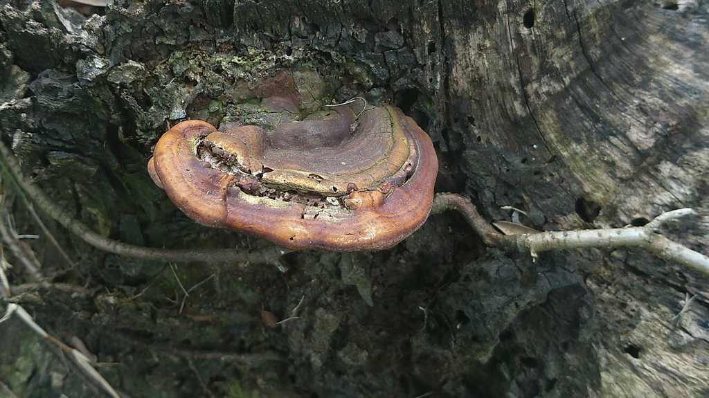 Ganoderma resinaceum · May 2025 · photo: © lexgo (iNaturalist, cc-by)