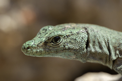 Sharp-Snouted Rock Lizard photo 3
