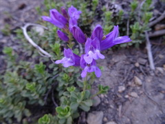 Penstemon davidsonii davidsonii