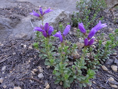 Penstemon davidsonii davidsonii