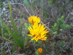 Oedera imbricata