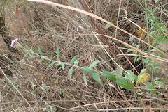 Athrixia phylicoides