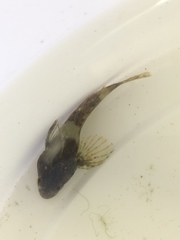 Taurulus bubalis