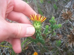 Oedera imbricata