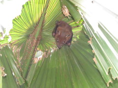 Cynopterus sphinx