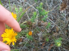 Oedera imbricata