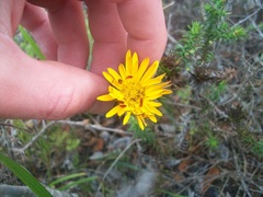 Oedera imbricata