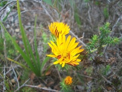 Oedera imbricata