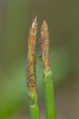 Eleocharis dulcis