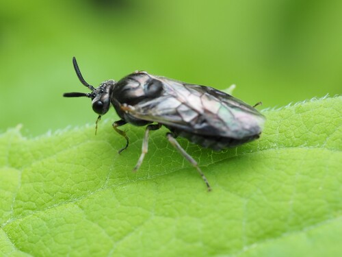 Elm Zigzag Sawfly photo 5