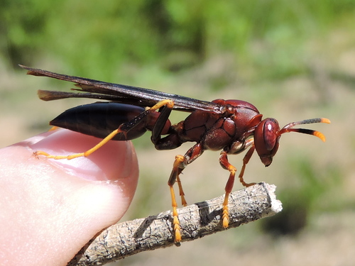 Ringed Paper Wasp photo 3