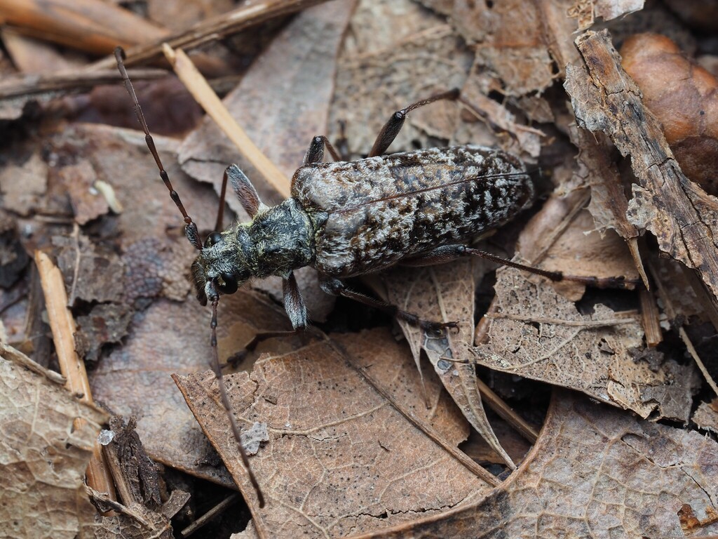 Mottled Longhorned Beetle