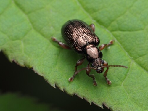 Red Aquatic Leaf Beetle photo 5