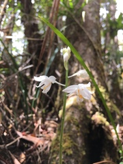 Calanthe