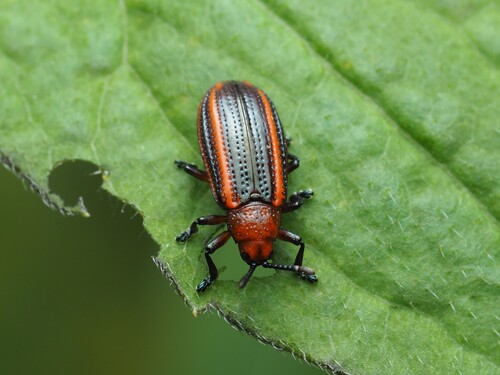 Goldenrod Leafminer photo 4