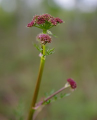 Cnidium cnidiifolium