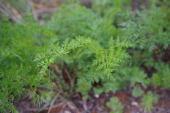 Cnidium cnidiifolium