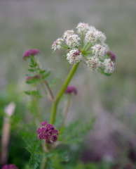 Cnidium cnidiifolium