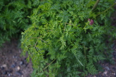 Cnidium cnidiifolium