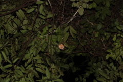 Hipposideros diadema