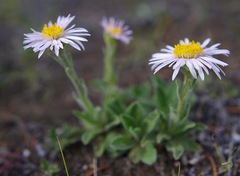 Aster alpinus vierhapperi