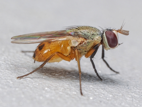 Shoot Flies (Atherigona)