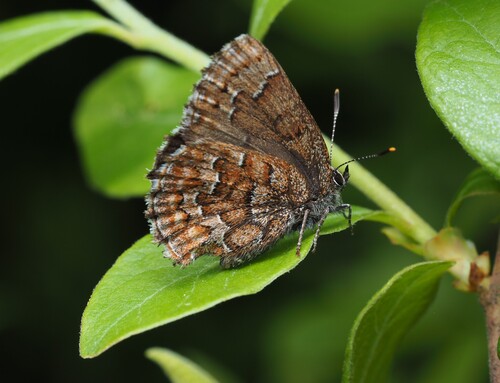 Eastern Pine Elfin photo 3