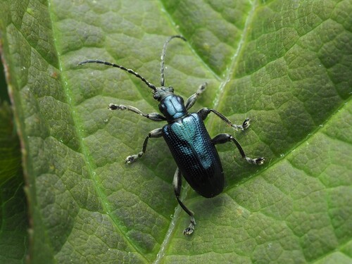 Lustrous reed beetle photo 3