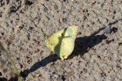 Colias hyale