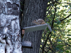 Eutamias sibiricus
