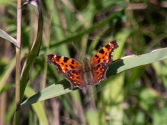 Polygonia c-album
