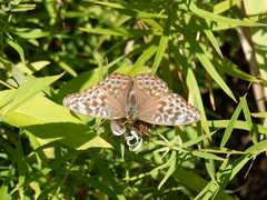 Argynnis paphia
