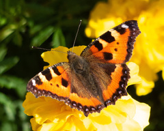 Aglais urticae