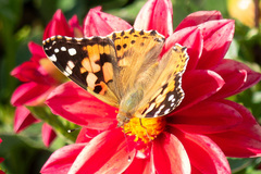 Vanessa cardui