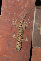 Gekko monarchus