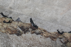 Caprimulgiformes