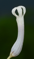 Ceropegia rollae