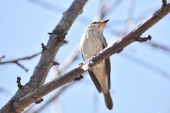 Muscicapa striata