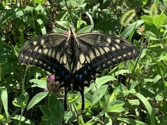 Papilio machaon hippocrates