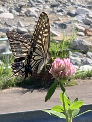 Papilio machaon hippocrates