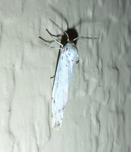 Speckled Footman, Den Hoorn Texel, Nederland, photo 6 of 10