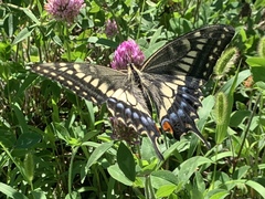 Papilio machaon hippocrates