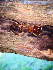 Hemideina ricta