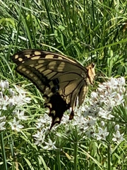 Papilio machaon hippocrates