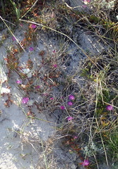 Mesembryanthemum canaliculatum