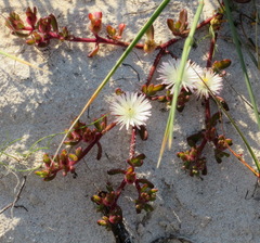 Mesembryanthemum canaliculatum
