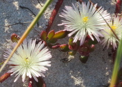 Mesembryanthemum canaliculatum