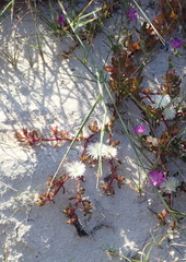 Mesembryanthemum canaliculatum